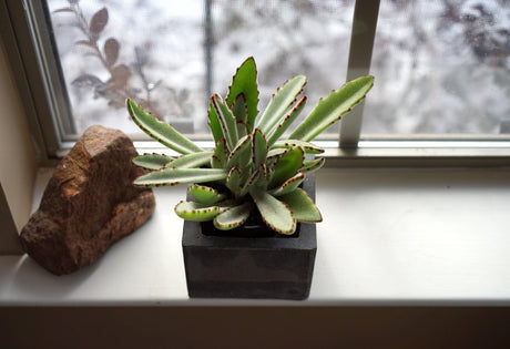 Panda Plant - Kalanchoe tomentosa - Brisbane Plant Nursery