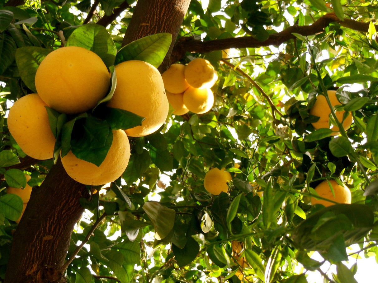 Star Ruby Grapefruit Tree - Citrus paradisi 'Star Ruby' - Brisbane Plant Nursery