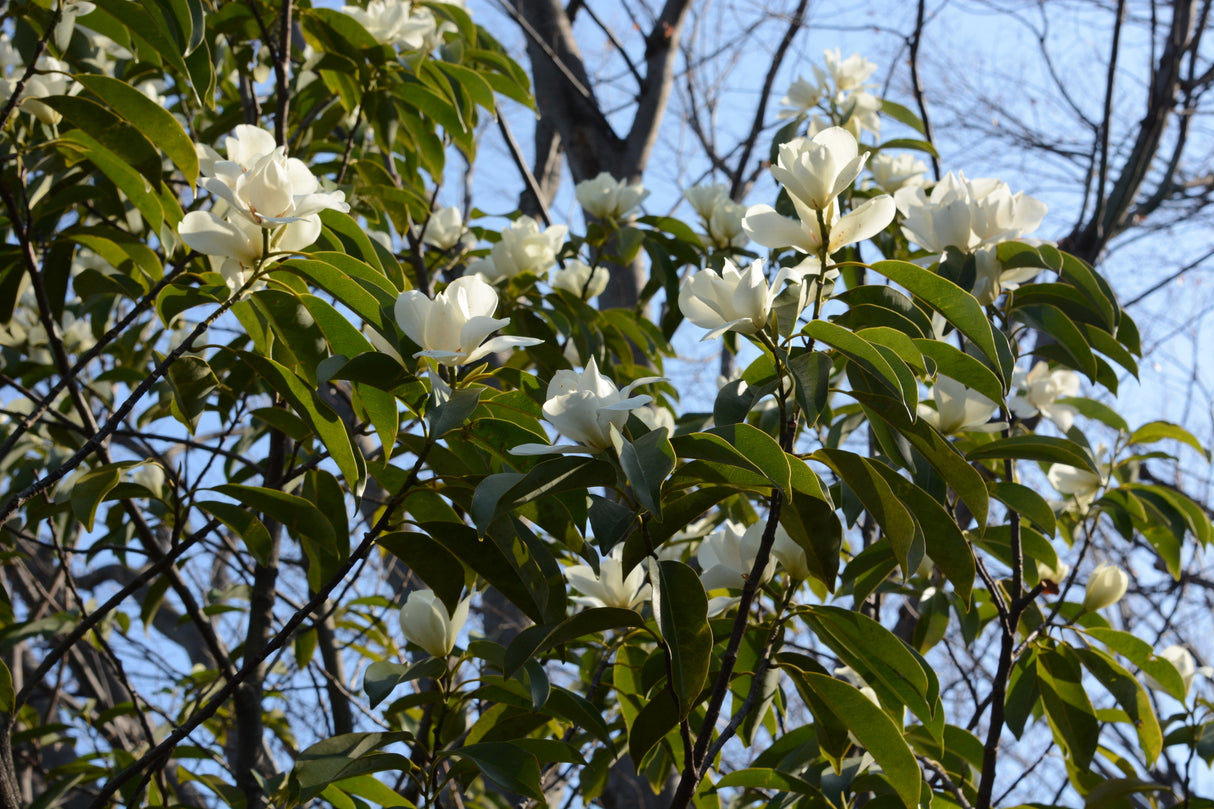 MICHELIA maudiae "Smiling Forest Tree" (Maudiae Magnolia) - Ex Ground