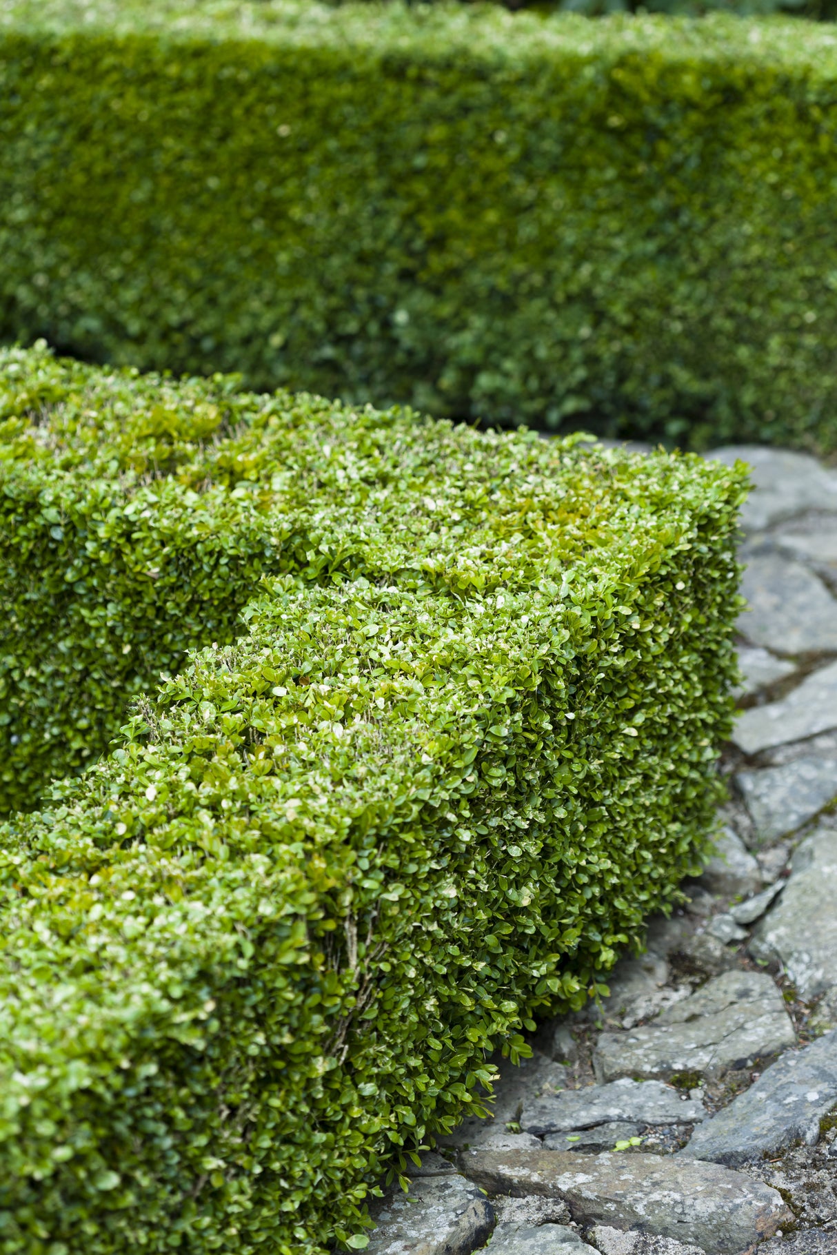 Japanese Box - Buxus microphylla japonica - Brisbane Plant Nursery