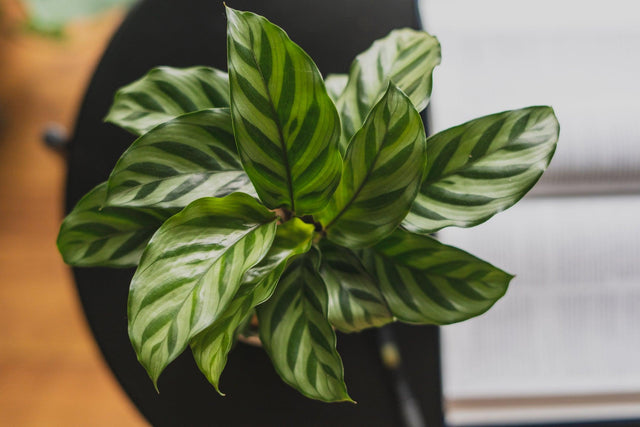 Freddie Calathea - Calathea concinna - Brisbane Plant Nursery