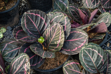 Jungle Rose Calathea - Calathea 'Jungle Rose' - Brisbane Plant Nursery