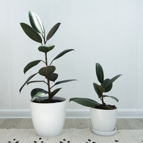 Burgundy Rubber Tree - Ficus elastica 'Burgundy' - Brisbane Plant Nursery