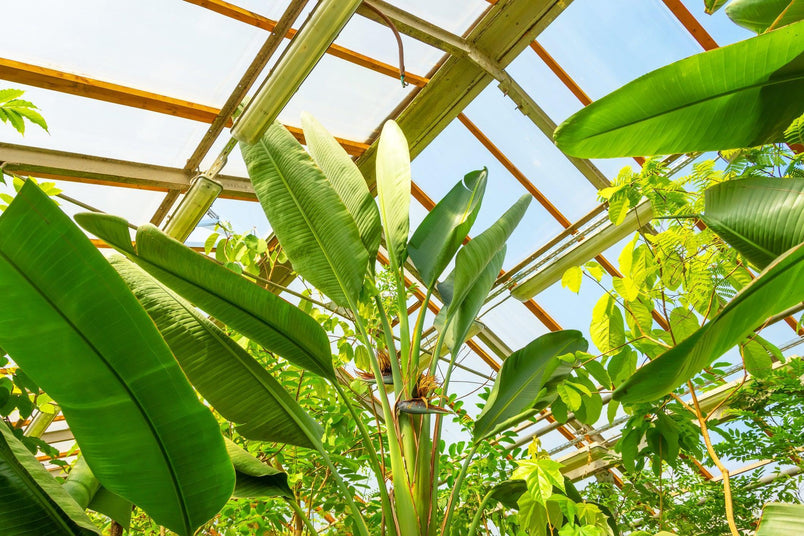 Giant Birds Of Paradise (Strelitzia Nicolai) - Brisbane Plant Nursery