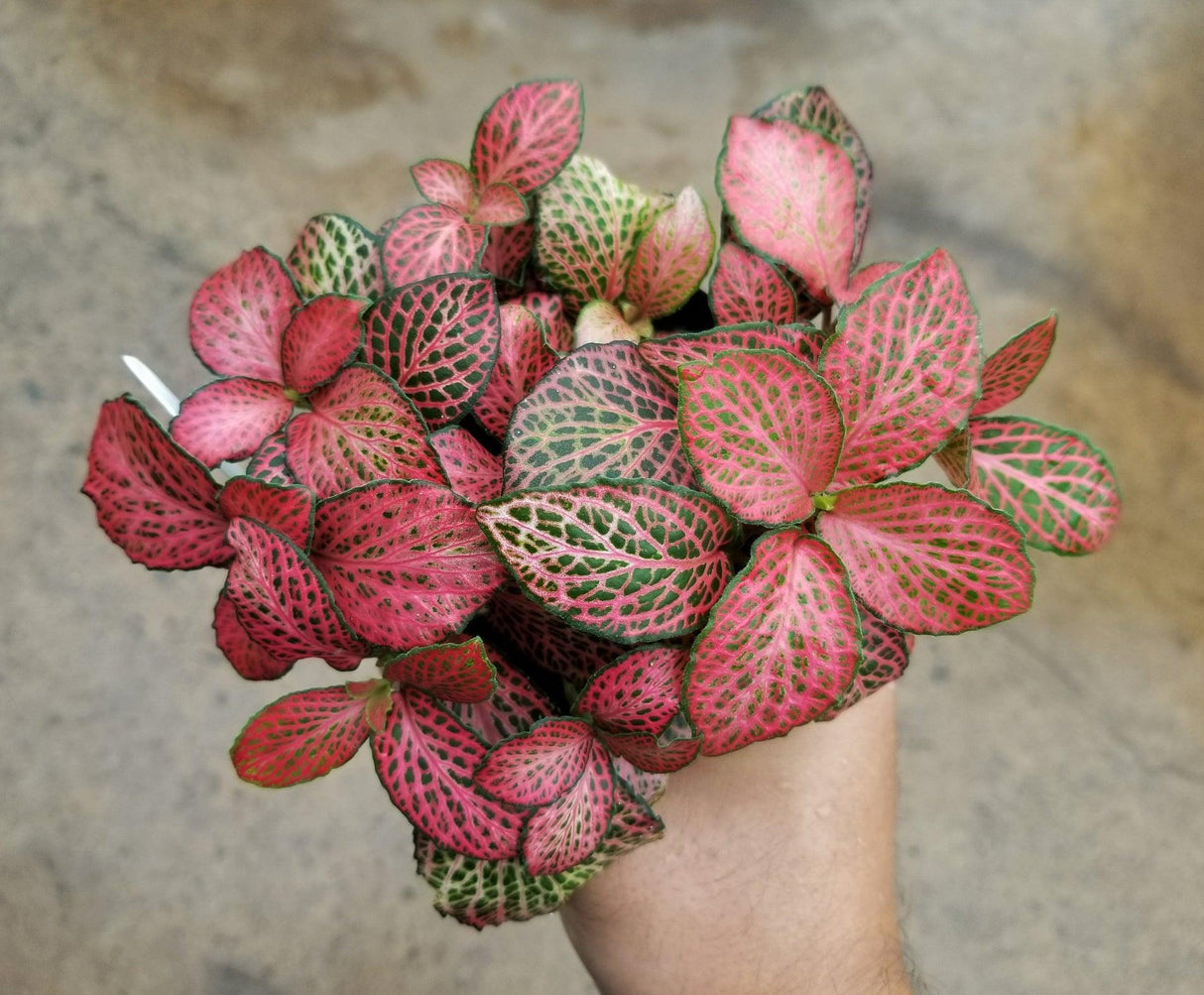 Red Cloud Nerve Plant - Fittonia 'Red Cloud' - Brisbane Plant Nursery