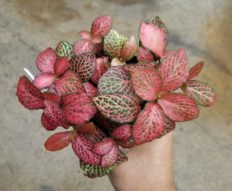 Red Cloud Nerve Plant - Fittonia 'Red Cloud' - Brisbane Plant Nursery