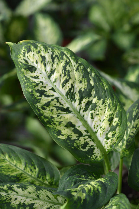 Compact Dumb Cane - Dieffenbachia compacta - Brisbane Plant Nursery