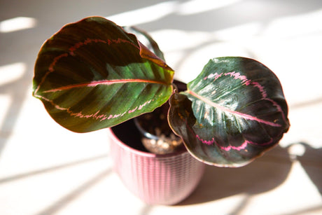 Rose Painted Calathea - Calathea roseopicta 'Dottie' - Brisbane Plant Nursery