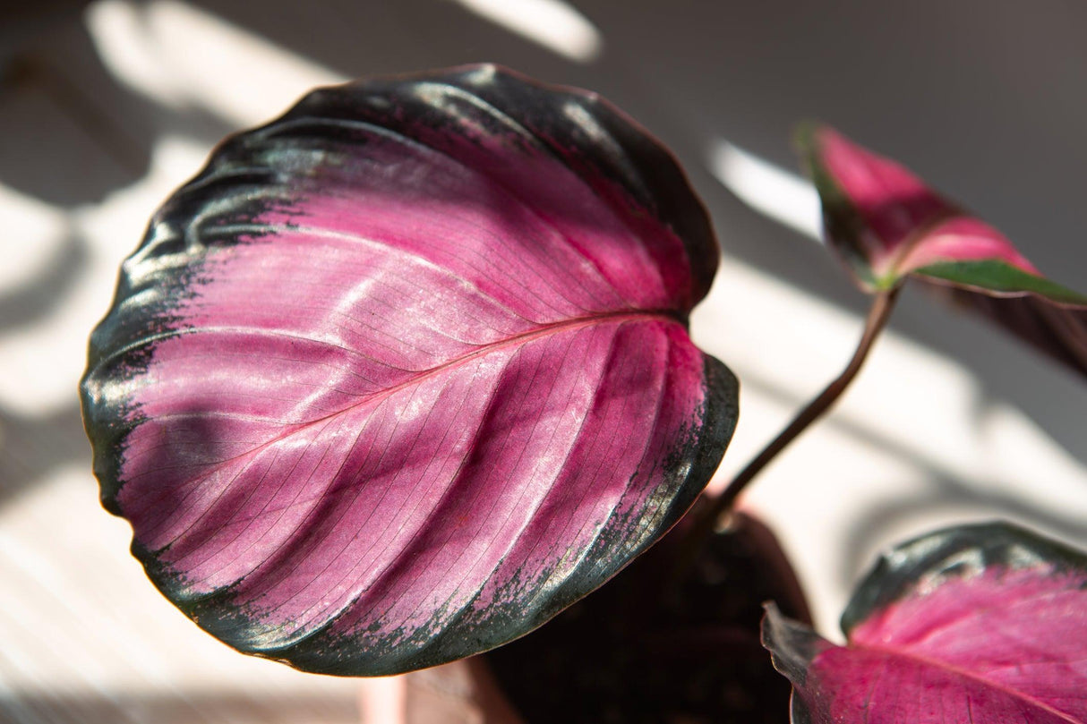 Rosy Calathea - Calathea roseopicta 'Rosy' - Brisbane Plant Nursery