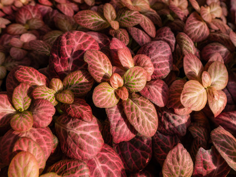 Red Flame Nerve Plant - Fittonia 'Red Flame' - Brisbane Plant Nursery