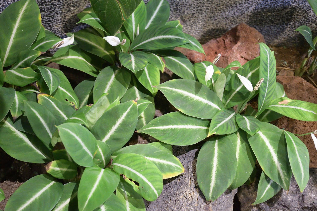 Green Magic Dumb Cane - Dieffenbachia 'Green Magic' - Brisbane Plant Nursery