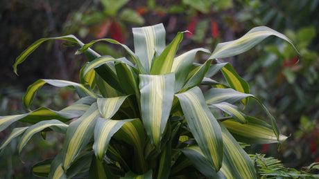 Corn Plant - Dracaena fragrans Massangeana - Brisbane Plant Nursery