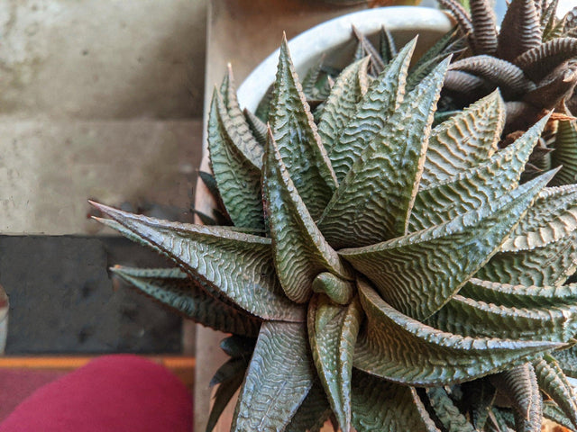 Savanna Haworthia - Haworthia 'Savanna' - Brisbane Plant Nursery