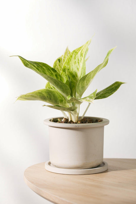 Chinese evergreens - Aglaonema Eileen - Brisbane Plant Nursery