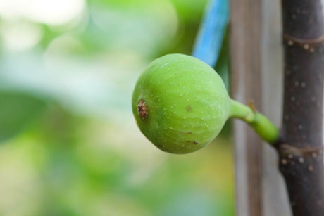 White Genoa Fig - Ficus carica 'White Genoa' - Brisbane Plant Nursery