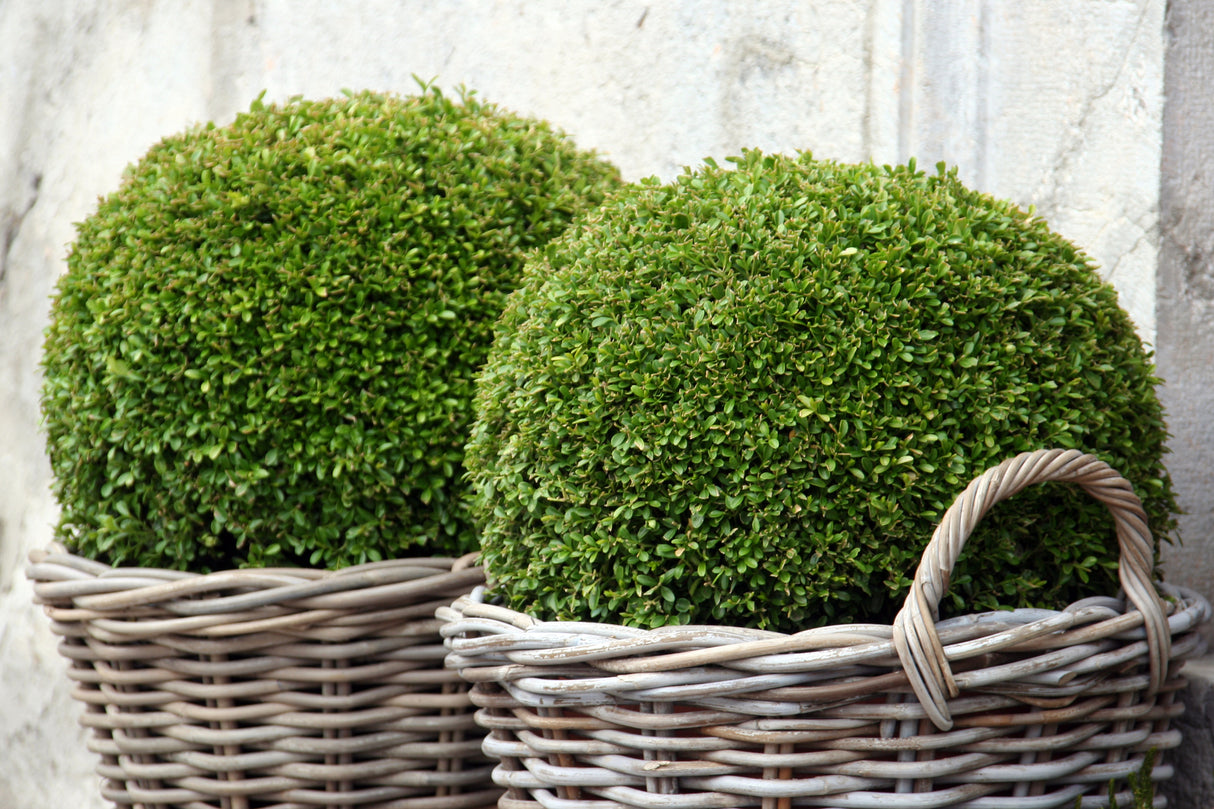 Japanese Box - Buxus microphylla japonica - Brisbane Plant Nursery