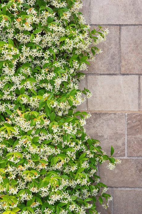 Star Jasmine - Trachelospermum jasminoides - Brisbane Plant Nursery