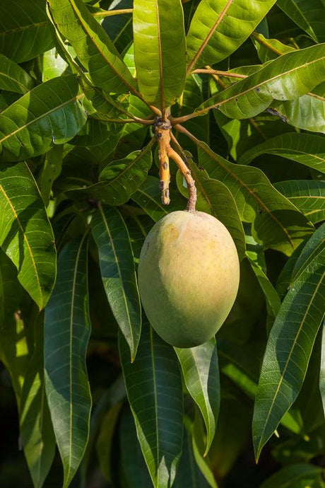 Kensington Pride Mango Tree - Mangifera indica 'Kensington Pride' - Brisbane Plant Nursery