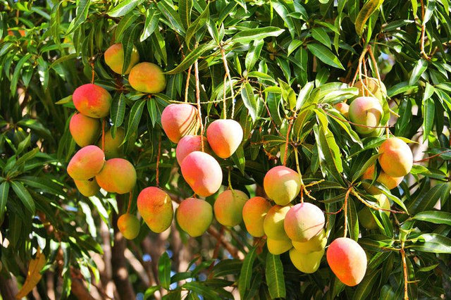 Bowen Mango Tree - Bowen Mangifera indica - Brisbane Plant Nursery