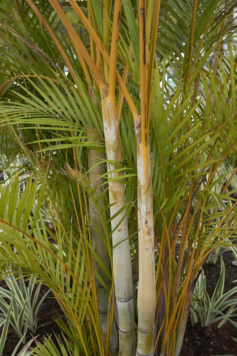 Blue Cane Palm - Dypsis cabadae – Brisbane Plant Nursery