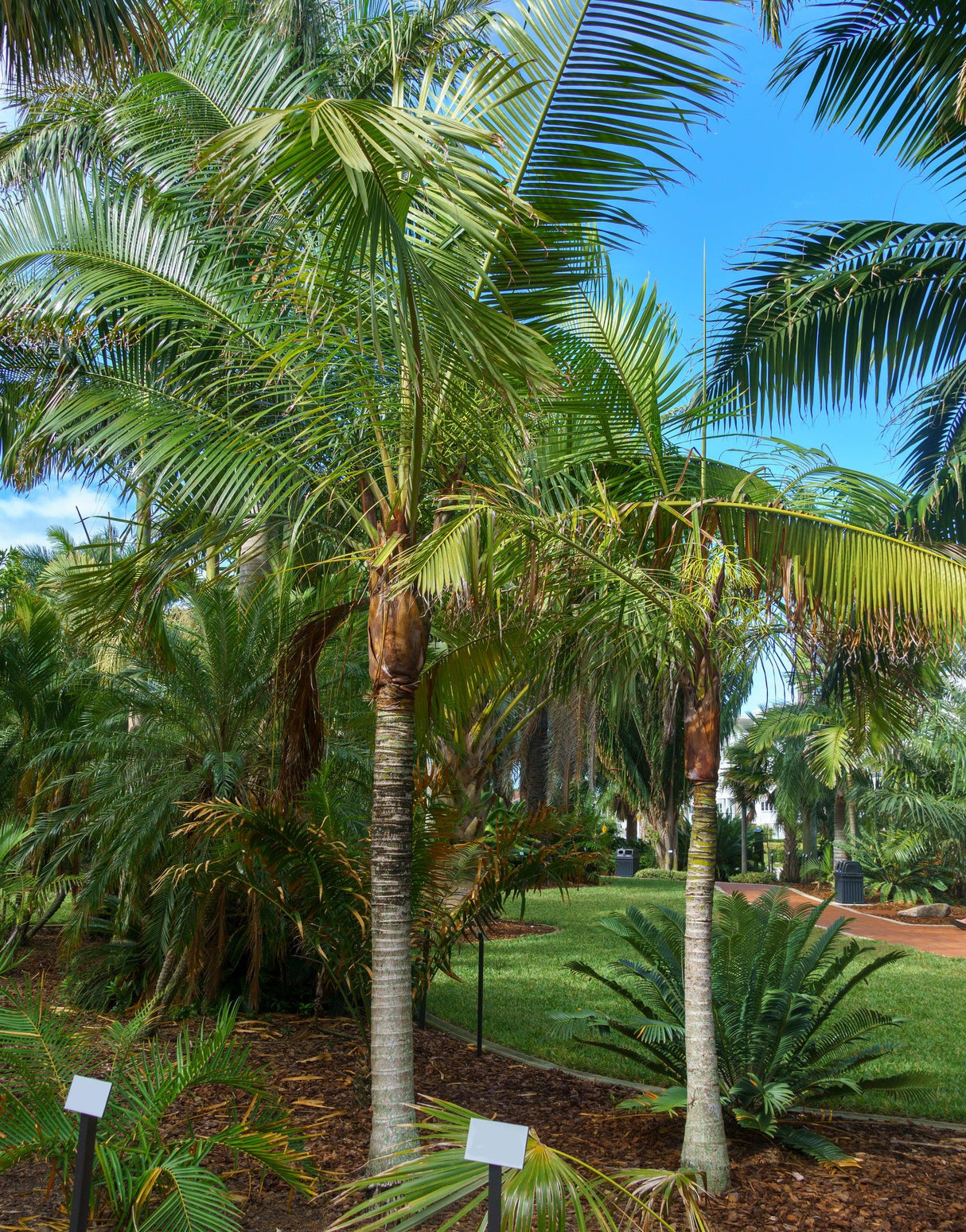 Dypsis lastelliana 'redneck palm' - Brisbane Plant Nursery