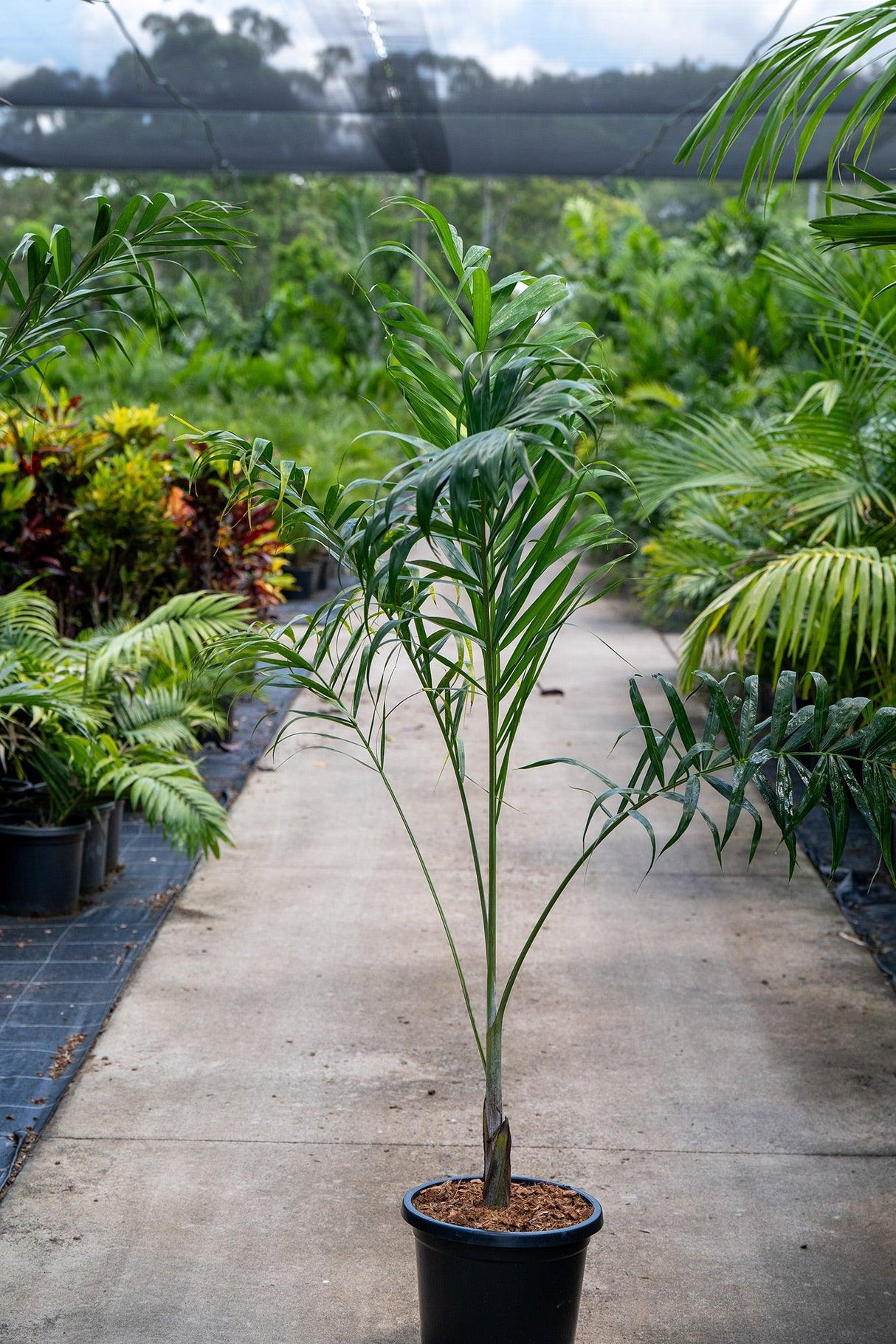 Madagascar Palm - Dypsis madagascariensis - Brisbane Plant Nursery