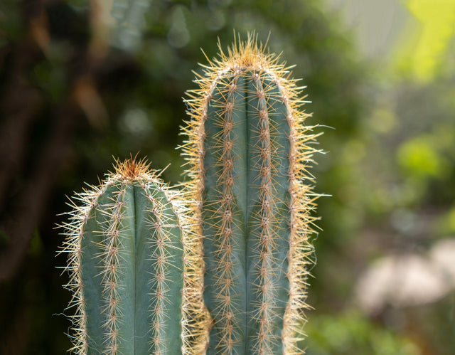 San Pedro cactus - Echinopsis pachanoi - Brisbane Plant Nursery