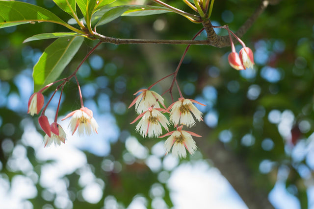 Silver Quandong Tree - Elaeocarpus grandis - Brisbane Plant Nursery