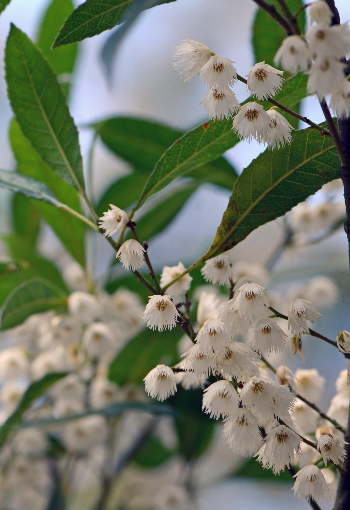 Blueberry Ash Tree - Elaeocarpus reticulatus - Brisbane Plant Nursery