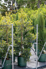 Blueberry Ash Tree - Elaeocarpus reticulatus - Brisbane Plant Nursery