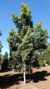 ELAEOCARPUS reticulatus Prima Donna (Blueberry Ash) - Ex Ground - Brisbane Plant Nursery