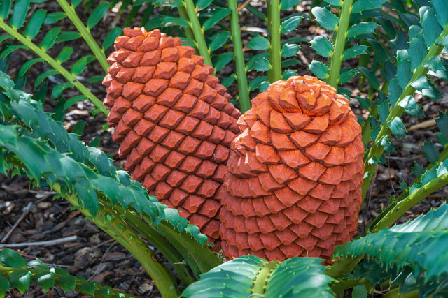 Tongaland Cycad - Encephalartos ferox - Brisbane Plant Nursery