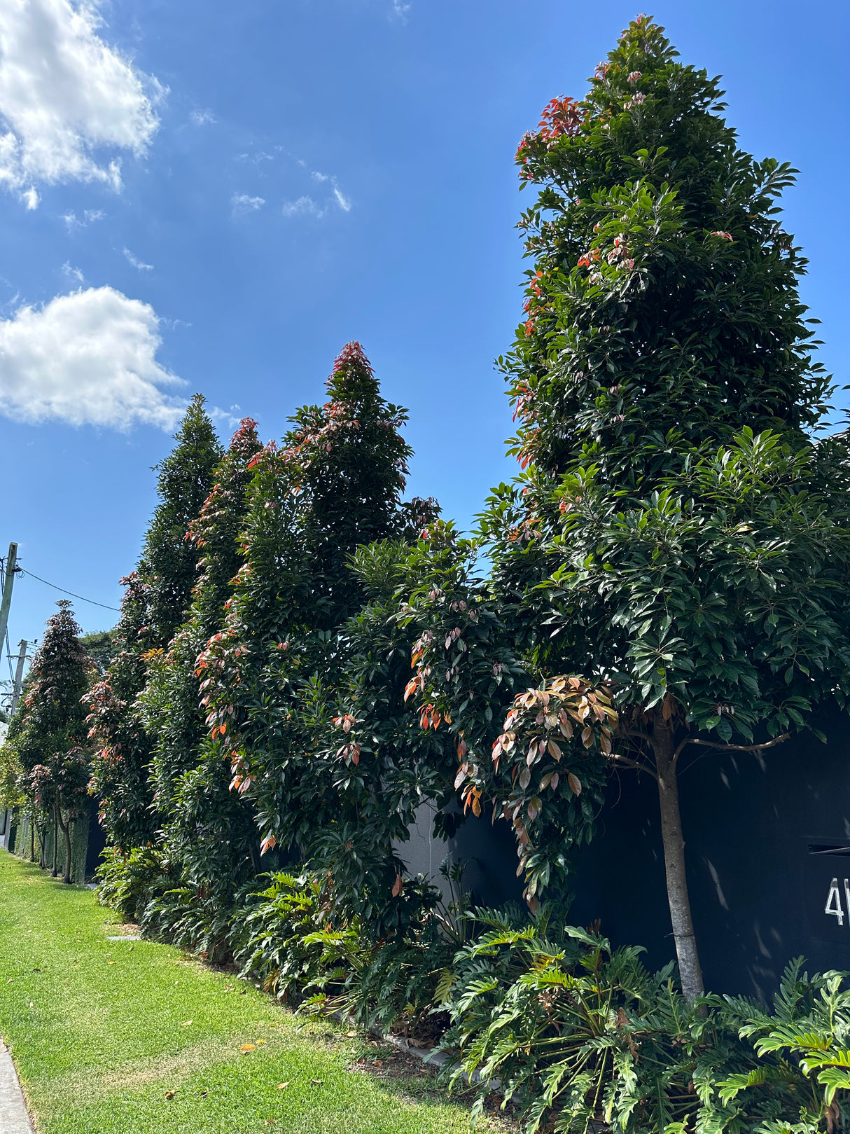 Eumundi Quandong Tree - Elaeocarpus eumundi