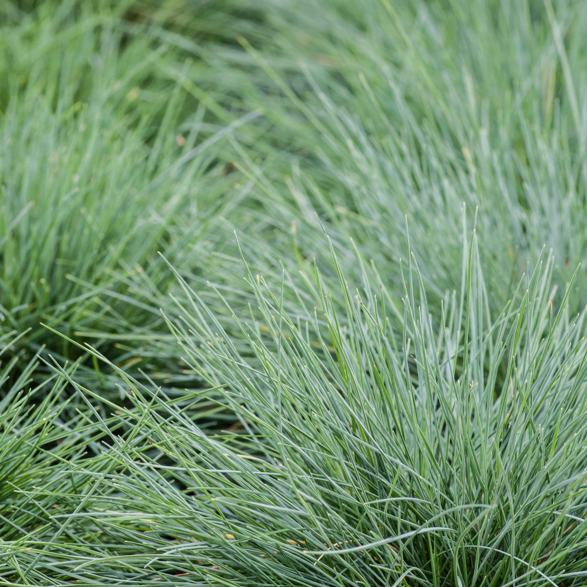 Blue Fescue - Festuca glauca – Brisbane Plant Nursery