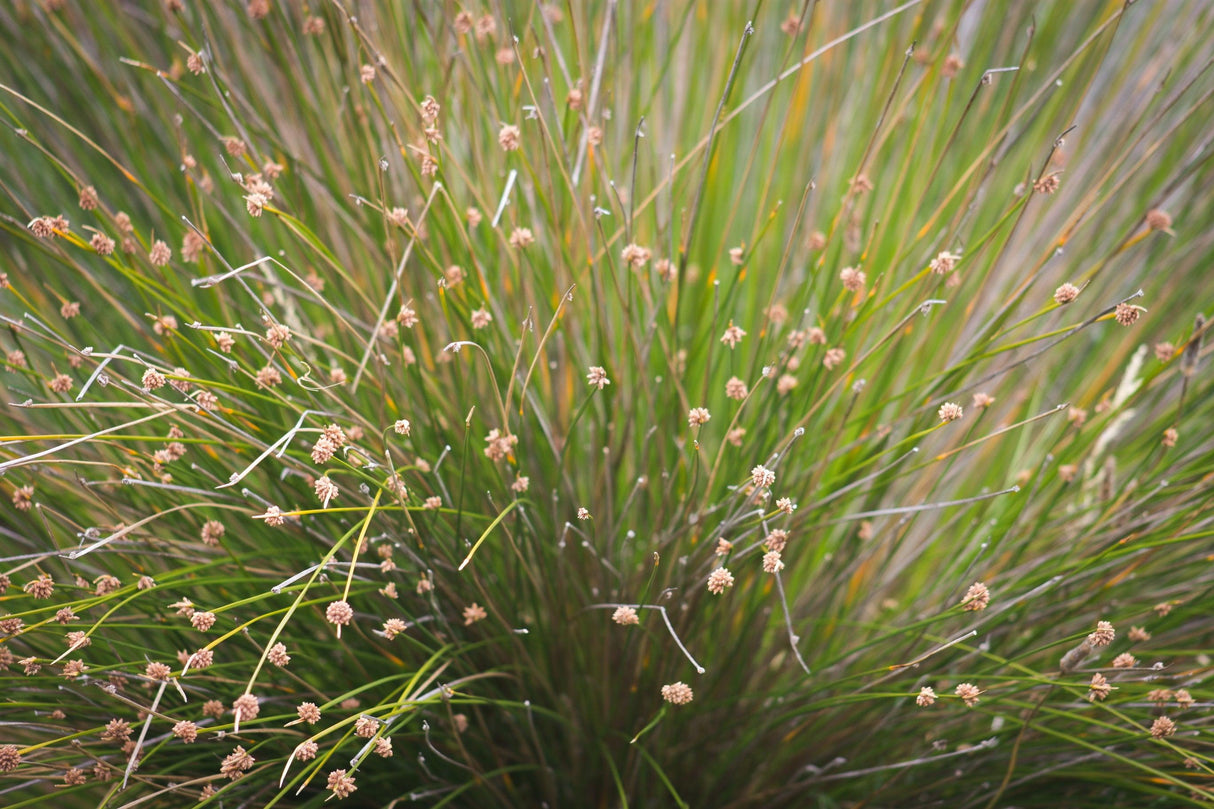 Nobby Club Rush - Ficinia nodosa - Brisbane Plant Nursery