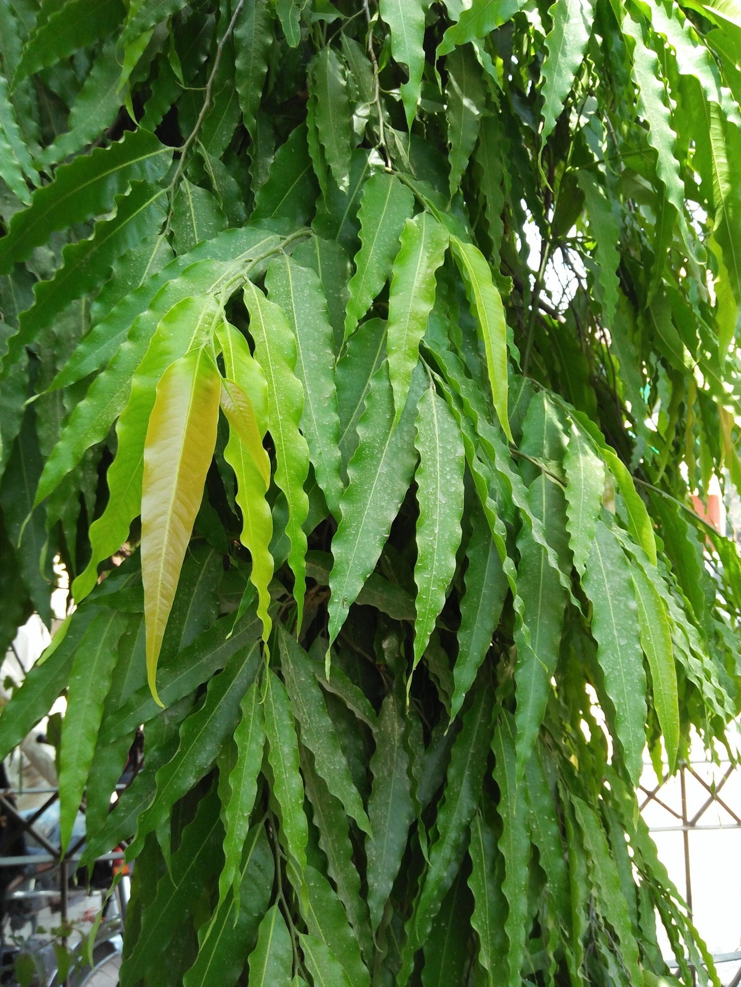 Ficus longifolia Sabre Tooth Fig – Brisbane Plant Nursery