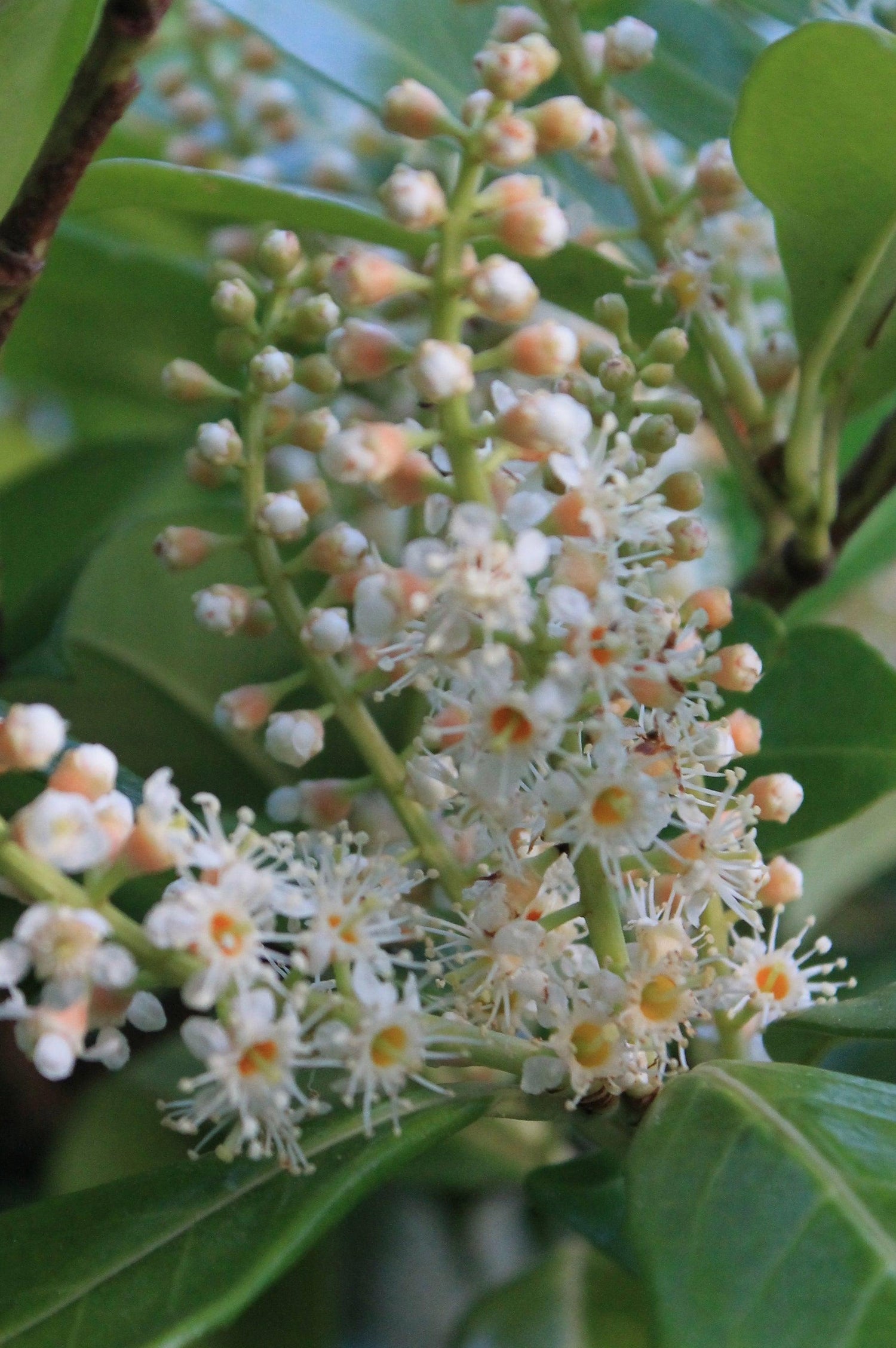 Flindersia brayleyana – Brisbane Plant Nursery