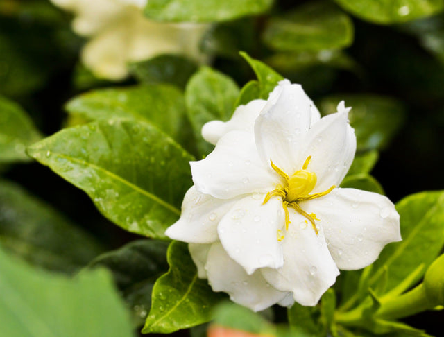 Star Gardenia - Gardenia grandiflora 'Star' - Brisbane Plant Nursery