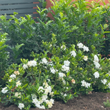 Florida Gardenia - Gardenia augusta 'Florida'