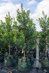 Golden Penda - Xanthostemon chrysanthus - Brisbane Plant Nursery