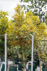 Brown Silky Oak - Grevillea baileyana - Brisbane Plant Nursery