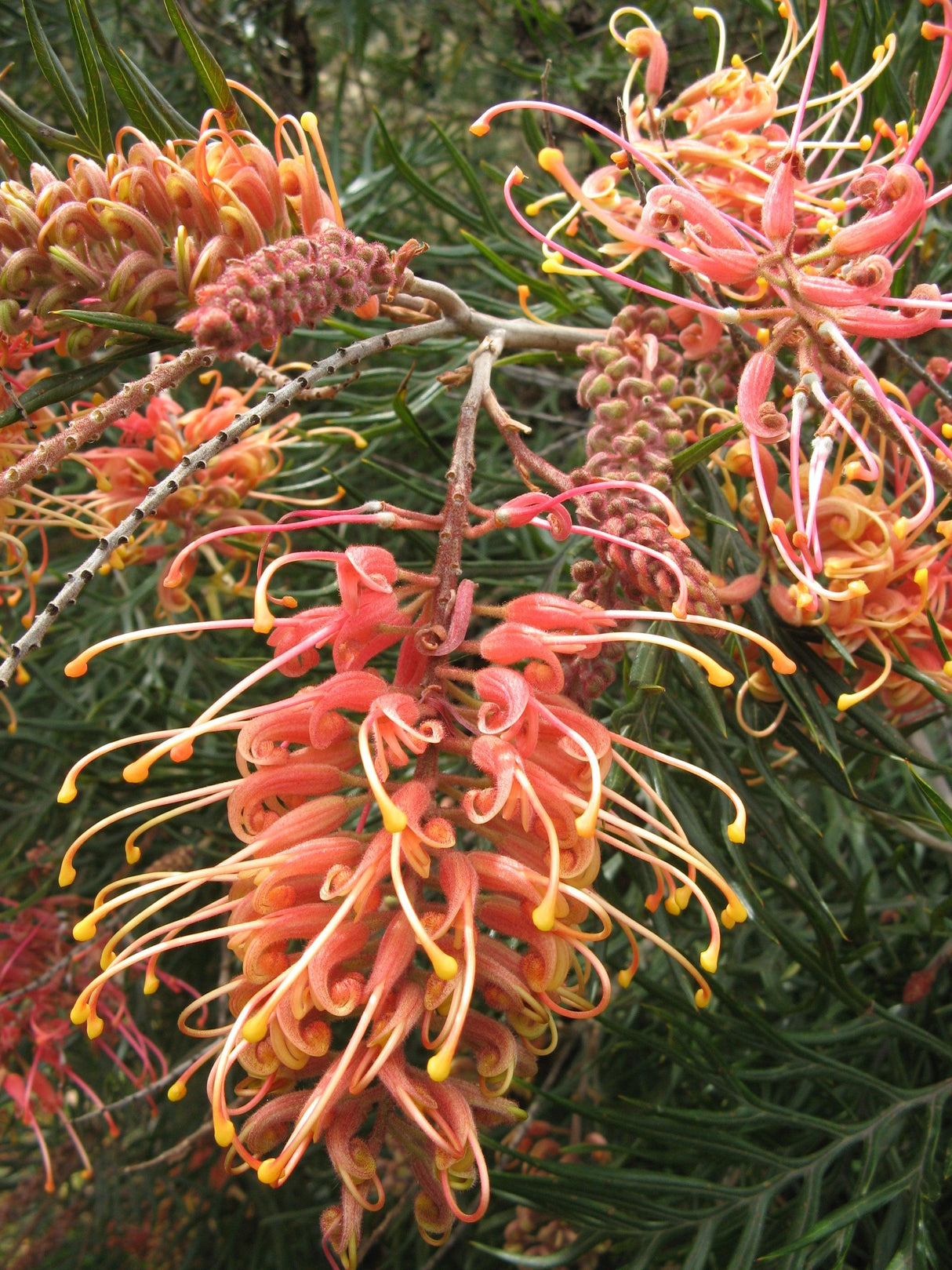 Forest Rambler Grevillea - Grevillea 'Forest Rambler' - Brisbane Plant Nursery