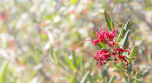 Lilliane Grevillea - Grevillea 'Lilliane' - Brisbane Plant Nursery