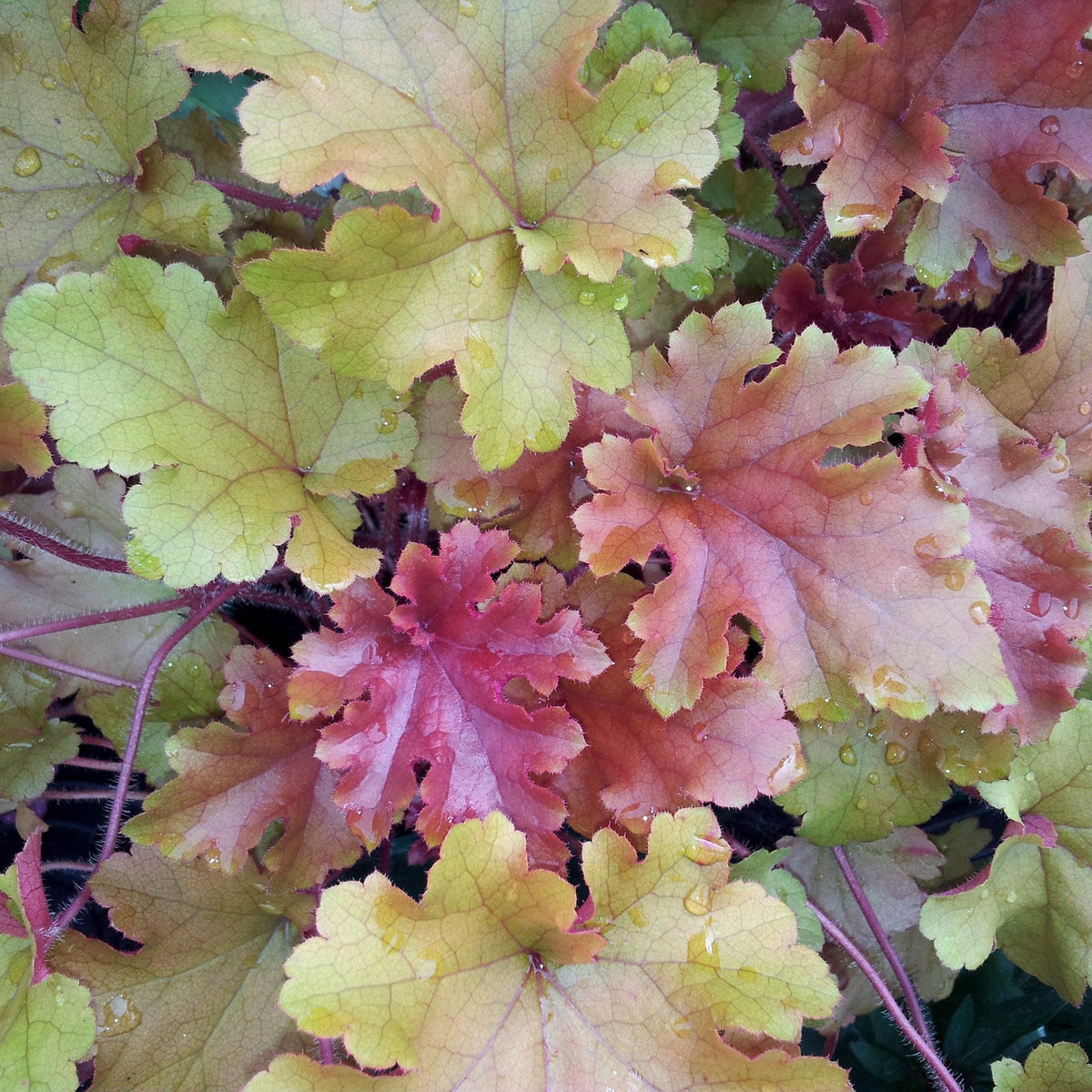 Heuchera 'Marmalade' – Brisbane Plant Nursery