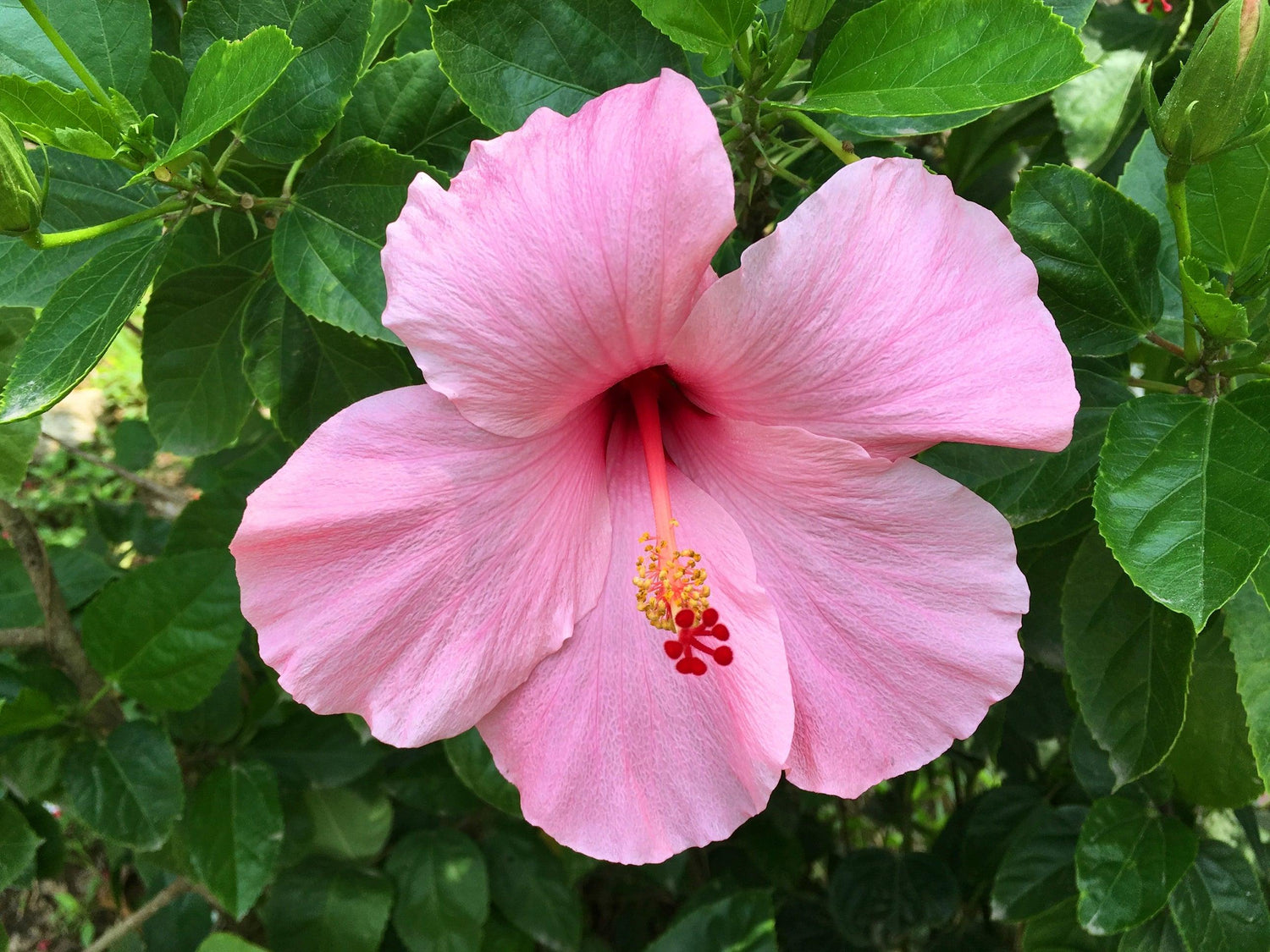 Hibiscus Lollipops – Brisbane Plant Nursery