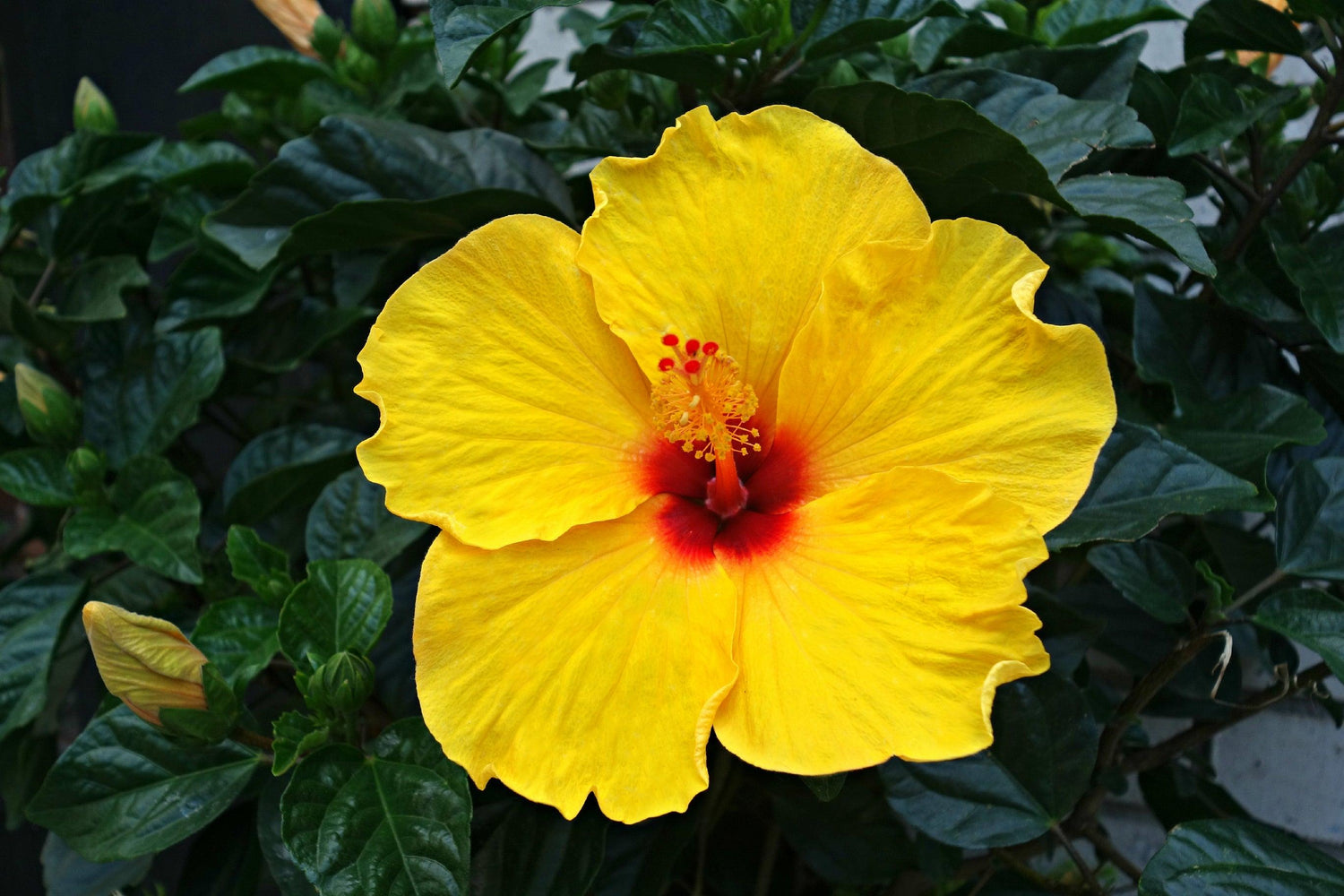 Hibiscus tiliaceus 'sea hibiscus' – Brisbane Plant Nursery