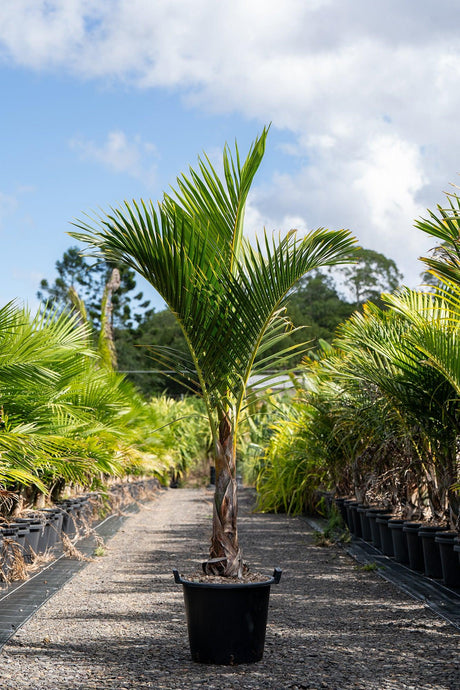 Spindle Palm - Hyophorbe verschaffeltii - Brisbane Plant Nursery