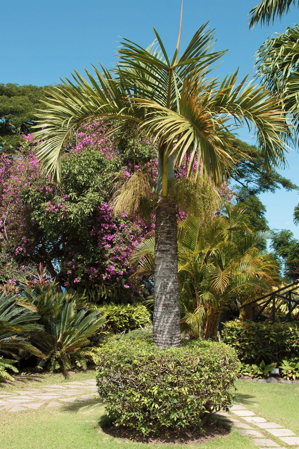 Spindle Palm - Hyophorbe verschaffeltii - Brisbane Plant Nursery