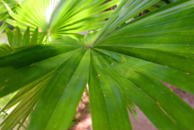 Itaya Palm - Itaya amicorum - Brisbane Plant Nursery