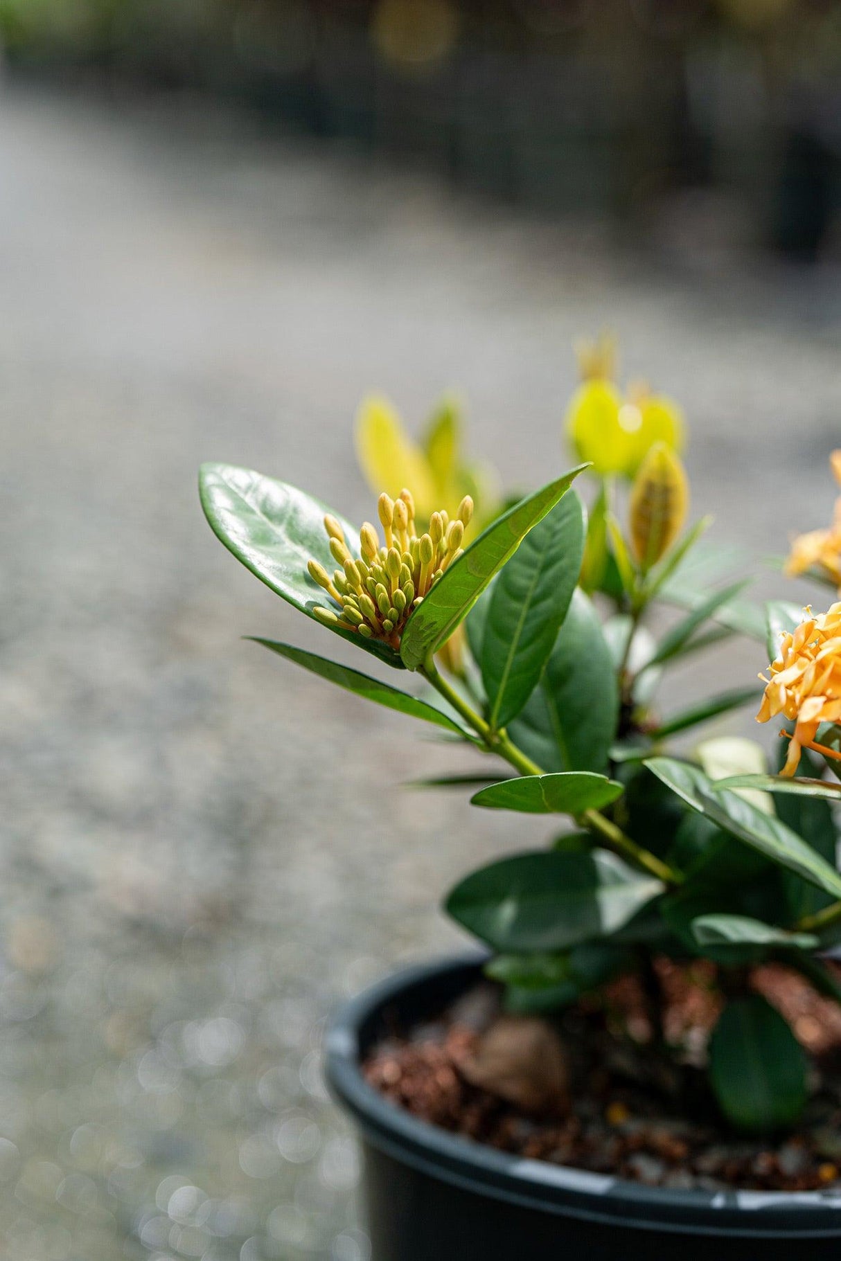 Compact Gold Ixora - Ixora chinensis 'Compact Gold' - Brisbane Plant Nursery